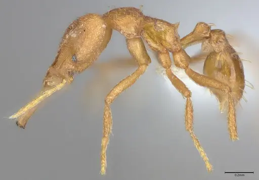 Strumigenys rogeri - CASENT0845004