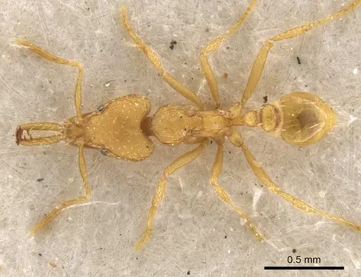 Strumigenys rogeri - CASENT0900597