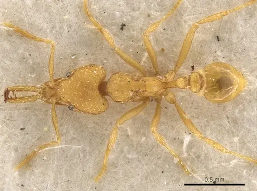 Strumigenys rogeri - CASENT0900597