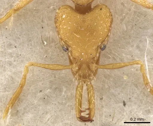 Strumigenys rogeri - CASENT0900597