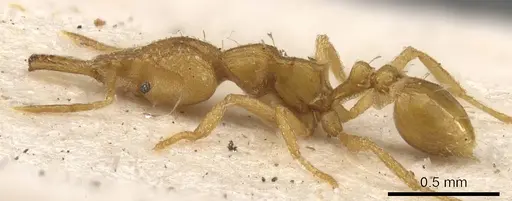 Strumigenys rogeri - CASENT0900597