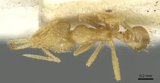 Strumigenys rogeri - CASENT0912862