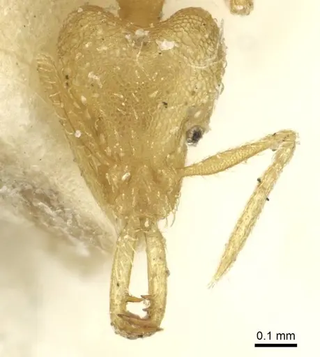 Strumigenys rogeri - CASENT0912862