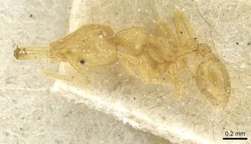 Strumigenys rogeri - CASENT0912862