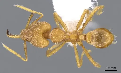 Strumigenys rogeri - CASENT0914774