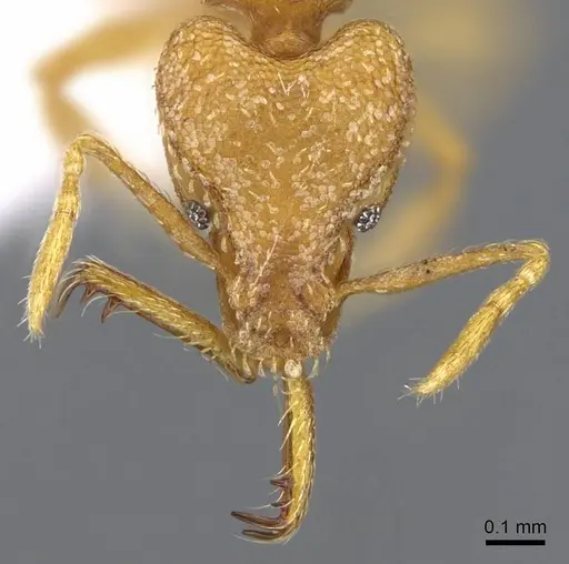 Strumigenys rogeri - CASENT0914774