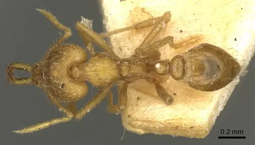 Strumigenys rogeri - CASENT0915699