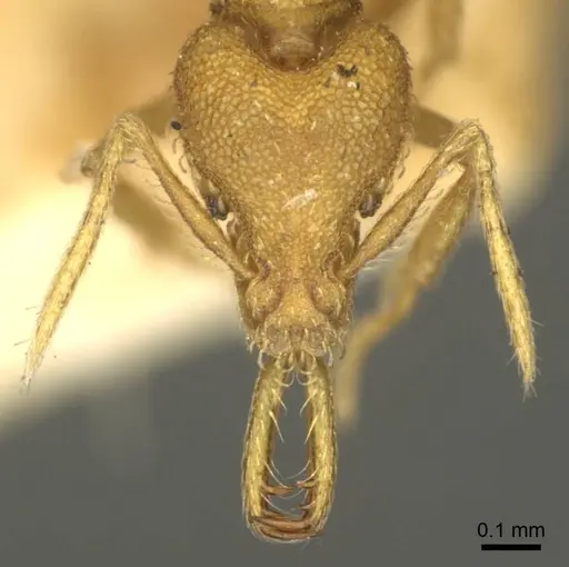 Strumigenys rogeri - CASENT0915699