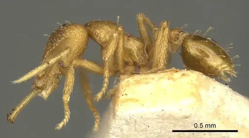 Strumigenys rogeri - CASENT0915699