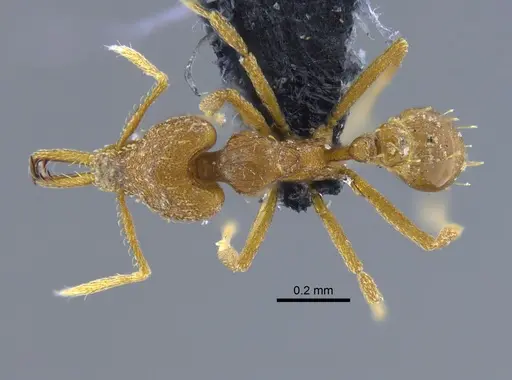 Strumigenys rogeri - CBUMAGENT41987