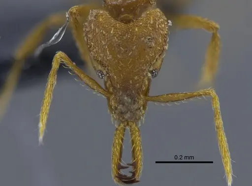 Strumigenys rogeri - CBUMAGENT41987