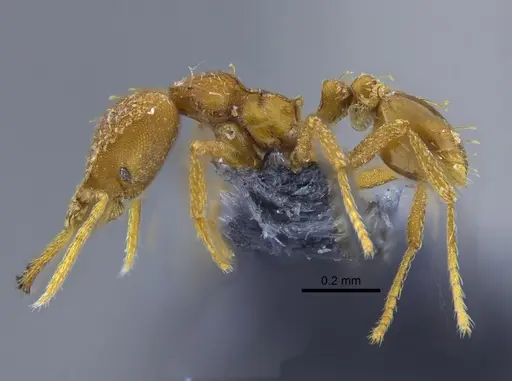 Strumigenys rogeri - CBUMAGENT41987