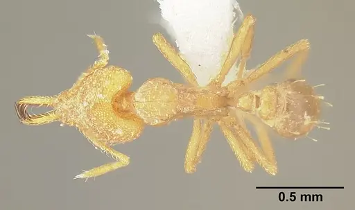 Strumigenys rogeri - JTLC000005597