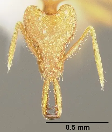 Strumigenys rogeri - JTLC000005597