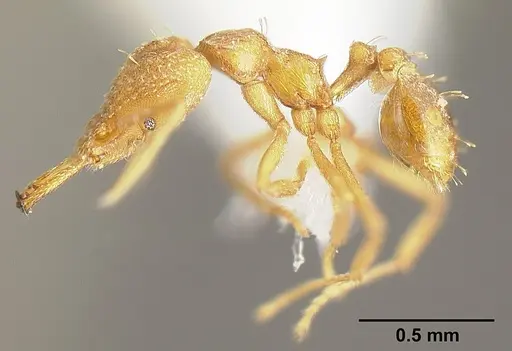 Strumigenys rogeri - JTLC000005597