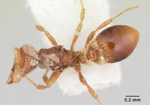 Strumigenys rohweri specimen