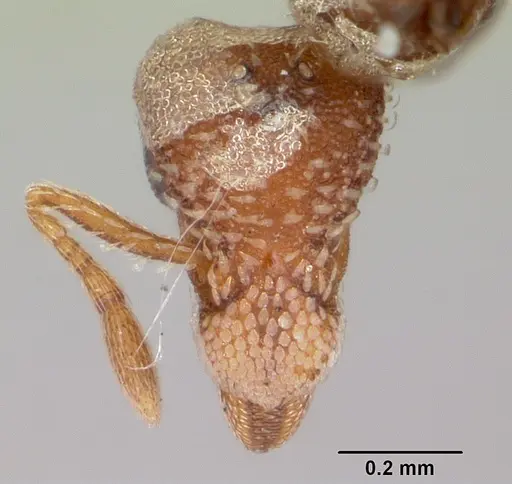 Strumigenys rohweri specimen