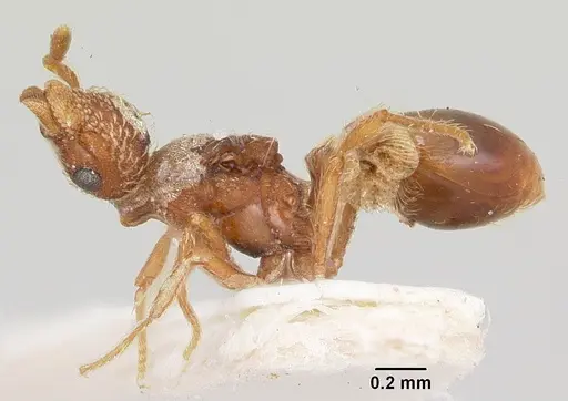 Strumigenys rohweri specimen