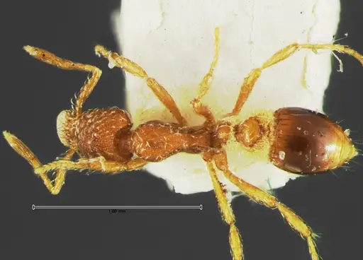 Strumigenys rohweri - CASENT0105662