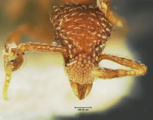 Strumigenys rohweri - CASENT0105662