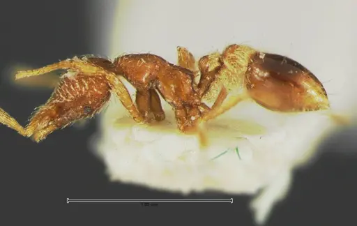 Strumigenys rohweri - CASENT0105662