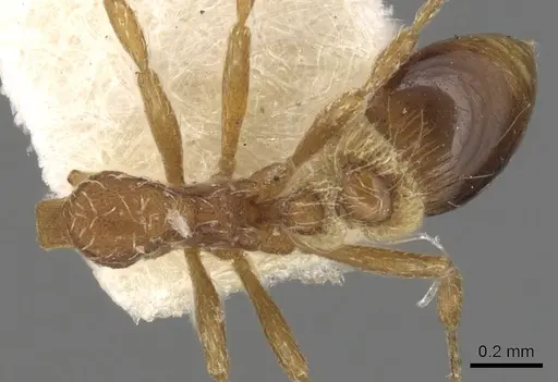 Strumigenys rohweri - CASENT0900172