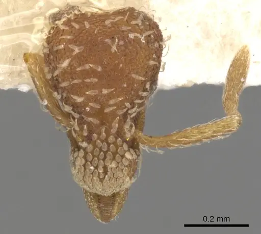 Strumigenys rohweri - CASENT0900172