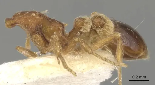 Strumigenys rohweri - CASENT0900172