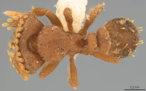 Strumigenys roomi specimen