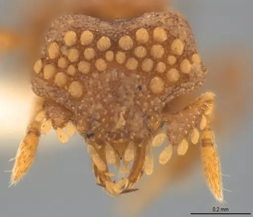 Strumigenys roomi specimen