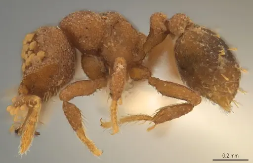 Strumigenys roomi specimen