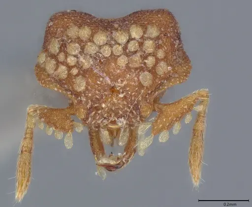 Strumigenys roomi - CASENT0810388