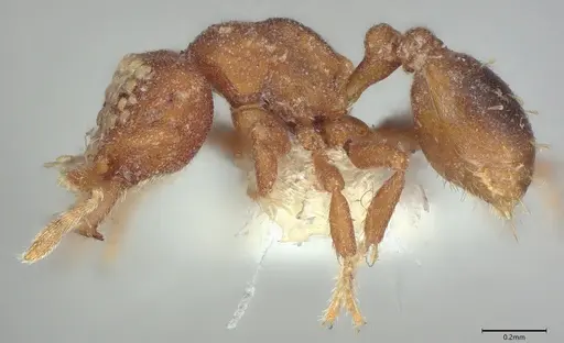 Strumigenys roomi - CASENT0810388