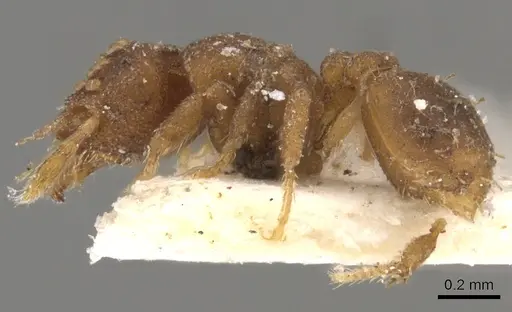 Strumigenys roomi - CASENT0900044