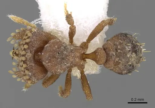 Strumigenys roomi - CASENT0914713