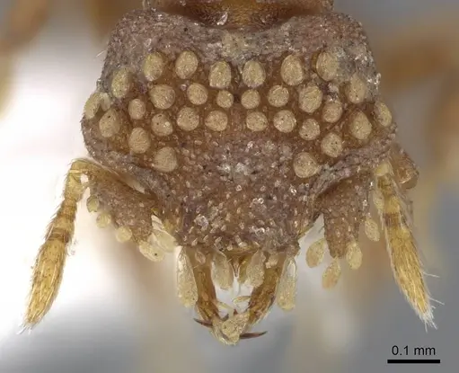 Strumigenys roomi - CASENT0914713