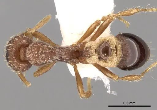 Strumigenys rostrataeformis specimen