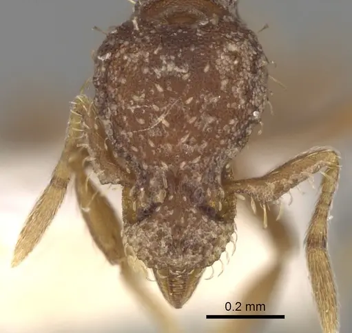 Strumigenys rostrataeformis specimen