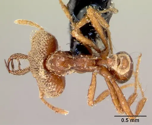 Strumigenys rotogenys specimen