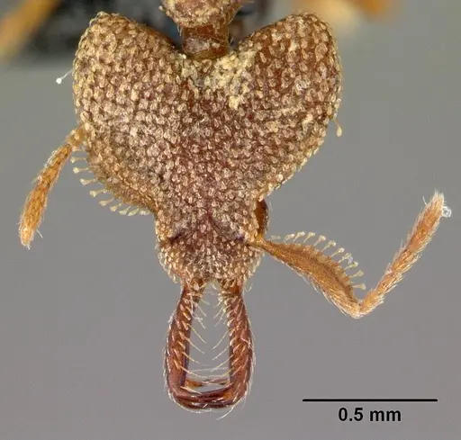 Strumigenys rotogenys specimen