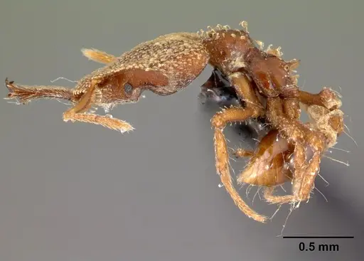 Strumigenys rotogenys specimen