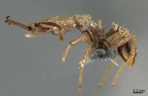 Strumigenys rotogenys - CASENT0387662