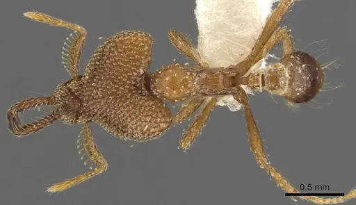 Strumigenys rotogenys - CASENT0900753