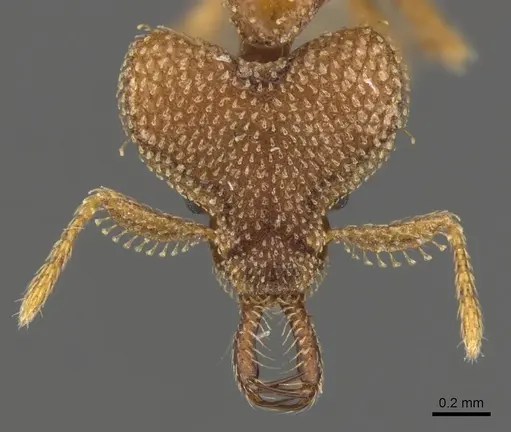 Strumigenys rotogenys - CASENT0900753