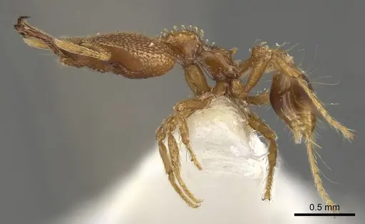 Strumigenys rotogenys - CASENT0900753