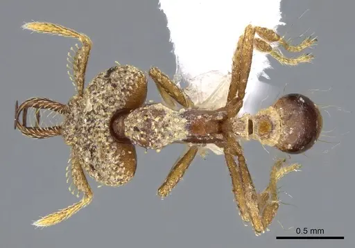 Strumigenys rotogenys - CASENT0914868