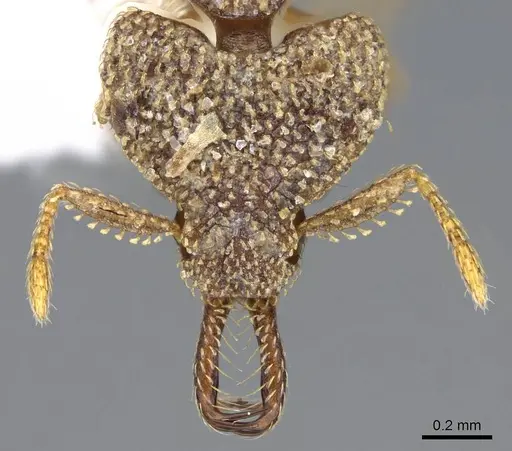 Strumigenys rotogenys - CASENT0914868