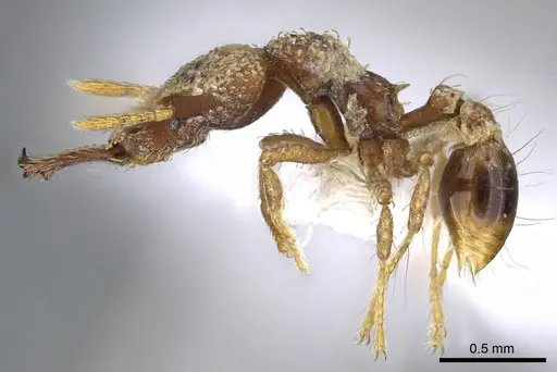 Strumigenys rotogenys - CASENT0914868