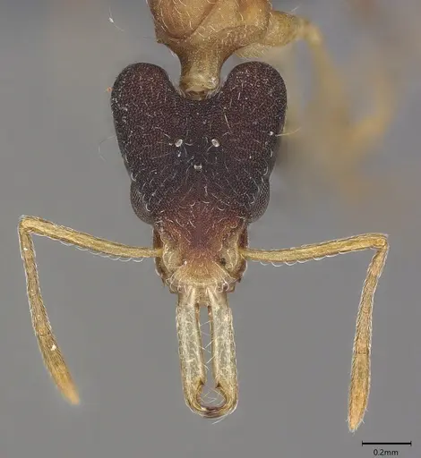 Strumigenys royi specimen