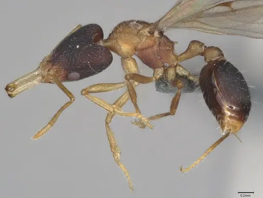 Strumigenys royi specimen